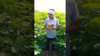 Vim 95 Antech agriculture farming farmer satisfying amazing tomotofarming tomato shorts [upl. by Ahsircal]