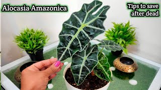 Alocasia Amazonica plant care  Alocasia polly care  how to grow Alocasia plant  indoor plants [upl. by Chloe877]