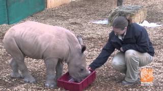 Meet our Baby Rhino [upl. by Cheney]