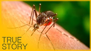 Zapped The Buzz About Mosquitoes  True Story Documentary Channel [upl. by Marvella]