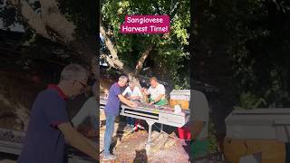 Beautiful Tuscany Montalcino Harvest Time italy travel wine tuscany celebrity [upl. by Necila]