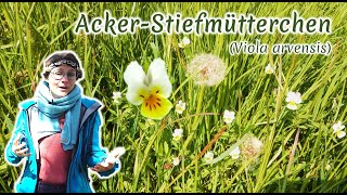 AckerStiefmütterchen Viola arvensis  Artenporträt Merkmale  Ökologie  Wissenswertes [upl. by Dante544]