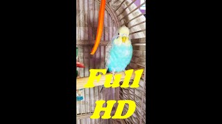 Happy Parakeets Singing Playing Eating Budgies Chirping Reduce Stress of lonely Birds Video shorts [upl. by Haroppizt]