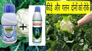 Uses of Natcore and Natligo in Cauliflower IndianFarmer VillageKisan [upl. by Inal73]