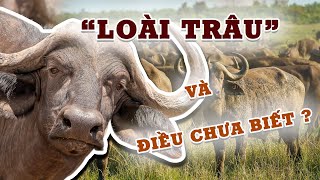 Các Loài Trâu Trong Đa Dạng Sinh Học 4K  Buffalo species in biodiversity 4K [upl. by Ggerg]