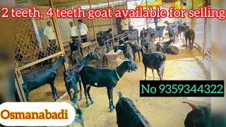 Osmanabadi goat aavelebl for selling contyak no 9359344322 topqualitygoat [upl. by Eddana]