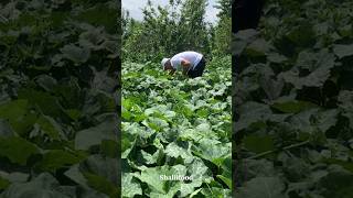 Courgette kuku from garden’s organic courgette shorts rural countrylife nature garden youtube [upl. by Eikcir]