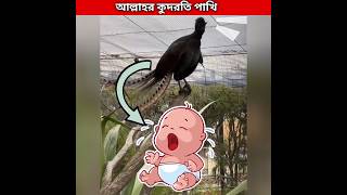 আল্লাহর কুদরতি পাখি 🐦 lyrebird mimic sounds shorts birds facts [upl. by Itsur]