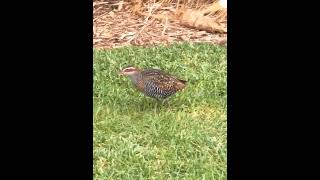 Buff banded rail subscribe birds short shorts Lord Howe Island viralshorts viralvideo viral [upl. by Riatsila]