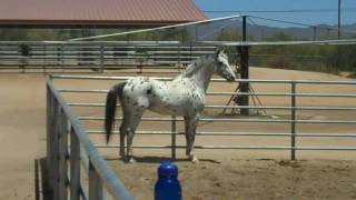 Colorado Skrodstrup  Knabstrupper Stallion [upl. by Eissoj]