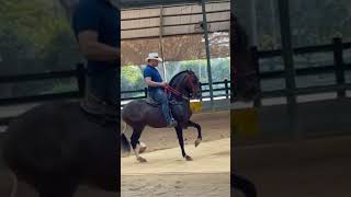 Los mejores CABALLOS colombianos🇨🇴parati caballofino caballoscolombianos caballosdepaso [upl. by Allit]