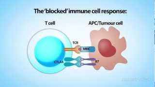 Nature  Cancer Immunotherapy  medical animation [upl. by Maya]