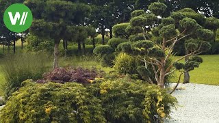 Der asiatische Garten  Bonsai Bambus und Wasser  Planung und Umsetzung [upl. by Esidarap]