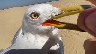 Caught Seagull with bare hands [upl. by Stortz103]