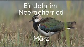 März im Neeracherried Bekassine und Kiebitz [upl. by Lledner]