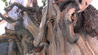 Bristlecone Pine Tree Ranger Minute [upl. by Natka]