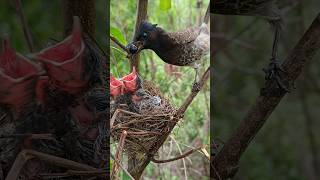 redvented bulbul bird nature youtubeshorts [upl. by Naeroled667]