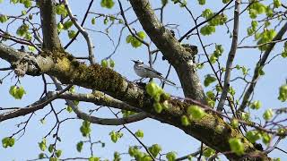 White wagtails on the tree  Bachstelzen auf dem Baum [upl. by Sugihara]