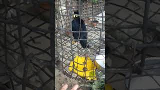 MYNAH BIRD TALKING 🐦 [upl. by Server]