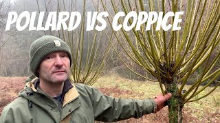 Pollarding vs Coppicing [upl. by Jermyn]