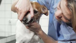 How to Treat a Ruptured Cyst on a Dog Quickly and Effectively [upl. by Close212]