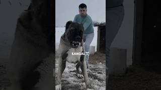 Transformações☠️dogo argentino kangal cane corso pitbullkangaldogoargentinocanecorsopitbull [upl. by Orlando]