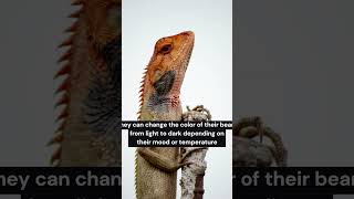 🦎Quick Bearded Dragon Facts [upl. by Lema]