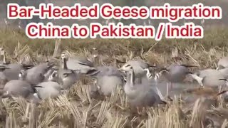 BarHeaded Geese migration  China to PakistanIndia [upl. by Minnie]