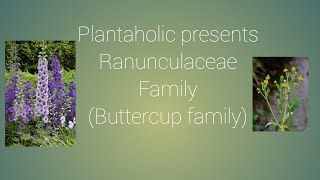 Ranunculaceae Family Buttercup family [upl. by Bela]