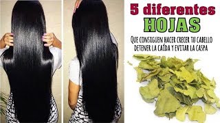 ¡5 Diferentes hojas que te ayudan al crecimiento del cabello la cáida y caspa que debes saber [upl. by Brine]