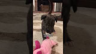 Three Legged Puppy Becomes Ultimate Foster Mom  The Dodo thedodoanimals dodoanimals [upl. by Aevin]