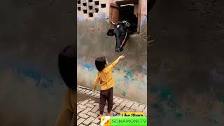 choti choti Baby shorts gaiya gaiyawala gaiyamerigaiya cow videos cow videos cow cowvideos [upl. by Zandra]