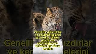 Doğanın Kamufle Ustası 👀 animals wildlife zoo leopard belgesel naturedocumentary bigcats [upl. by Lawry]