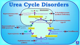 6 Urea cycle disordersUCD  Amino acid metabolism Biochemistry  NJOY Biochemistry [upl. by Shoshanna560]