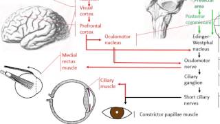 Anatomy of the accommodation reflex [upl. by Idnahc565]