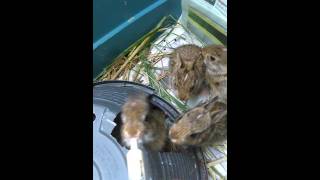 Feeding 3 week old wild baby cottontail rabbits [upl. by Nneb]