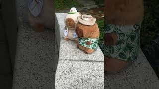 Baseball and Hawaii Style Capybara Plushies  Link in Bio capybara [upl. by Gresham]