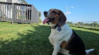 Puppy Playtime Three dogs playing in the summer ☀️dogs beagles [upl. by Tillio898]