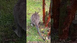 Rednecked Wallaby  Bird Paradise Singapore [upl. by Kciwdahc]