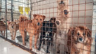 ‘It’s devastating’  Over 100 dogs euthanized at Atlanta shelters due to overcrowding [upl. by Ramat232]