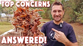 Fall Leaves For Compost amp Mulch Top Benefits amp Concerns ANSWERED [upl. by Zuliram405]