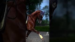 horse horseplay horsesports equestrian horseracing edit horseshow horsegirl [upl. by Merry]