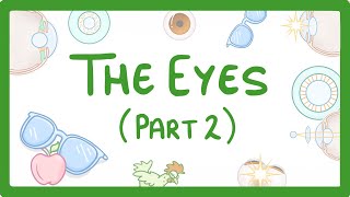 GCSE Biology  How the Eye Works Part 2  Accommodation 32 [upl. by Maia]