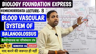 Blood vascular system of Balanoglossus in Hindiबैलनोग्लॉसस का परिसंचरण तंत्रjhsirclasses [upl. by Osbourne]