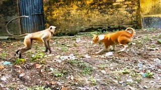 monkey vs dog real fightdog vs monkey langur fight dog vs langoor Dog vs monkey who will win [upl. by Nira732]