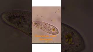 Paramecium Unicellular Microorganism Live Science [upl. by Guildroy]