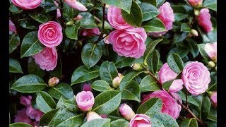 How to grow Camellia plant  how to care Camellia plant [upl. by Burnley318]