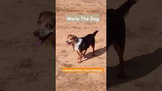 Merle The Dog has his first visit to Cohutta Pines Gun Range Cisco Georgia beagle MrPresident [upl. by Purdy869]