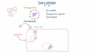 Influenza A and B Infection and Replication [upl. by Innep680]