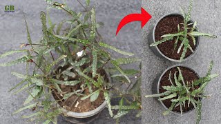 Dragons tongue or hemigraphis repanda plant propagation and care [upl. by Woll324]